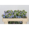Oxypetalum Tweedia Blue