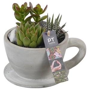 PTSU8430 Arrangementen succulenten