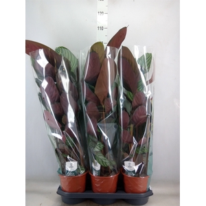 Ctenanthe oppenheimiana