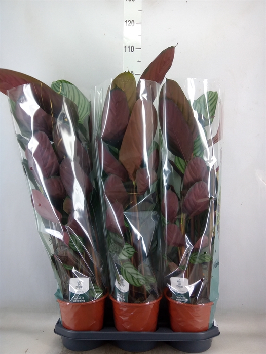 <h4>Ctenanthe oppenheimiana</h4>