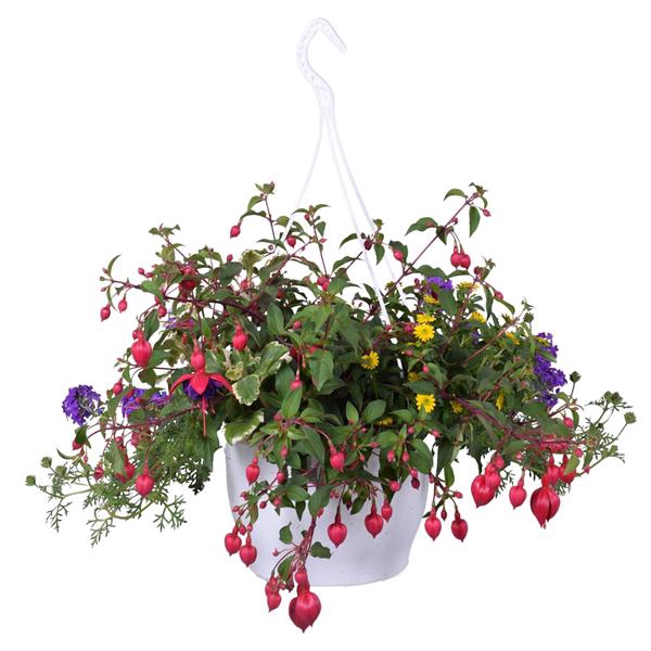 <h4>Combi Mixpot HB Perkplanten</h4>