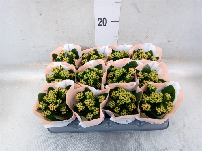 <h4>Kalanchoe  'RoseFlow Agnes'</h4>