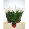 Spathiphyllum  'Sweet Chico'