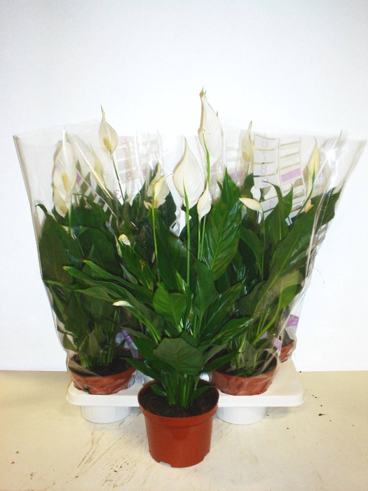 Spathiphyllum  'Sweet Chico'
