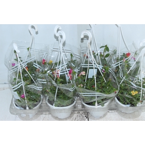 PORTULACA C13