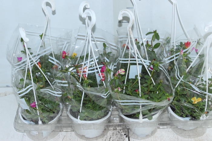<h4>PORTULACA C13</h4>