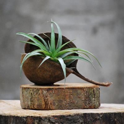 <h4>Arr.  Tillandsia H%</h4>