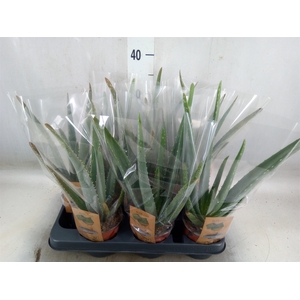 Aloe vera