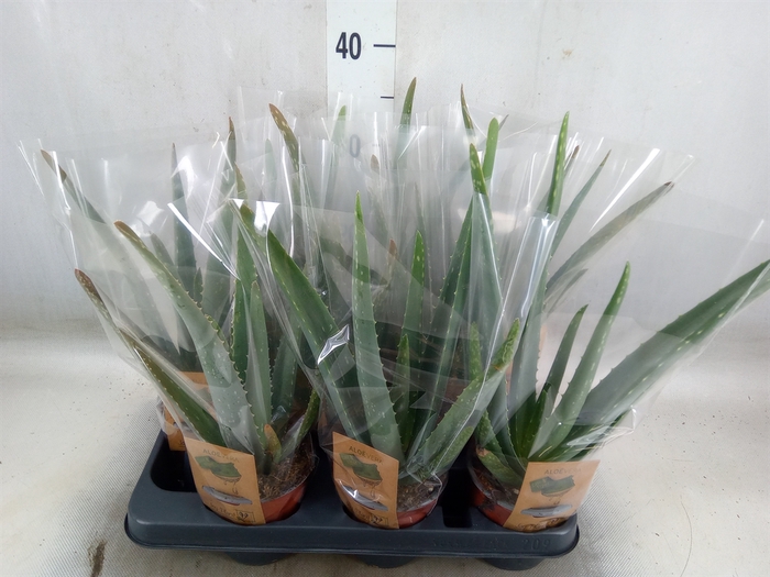 <h4>Aloe vera</h4>