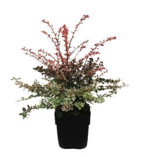 <h4>Berberis thunbergii Rose Glow</h4>