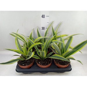 Dracaena fr de 'LemonLime'