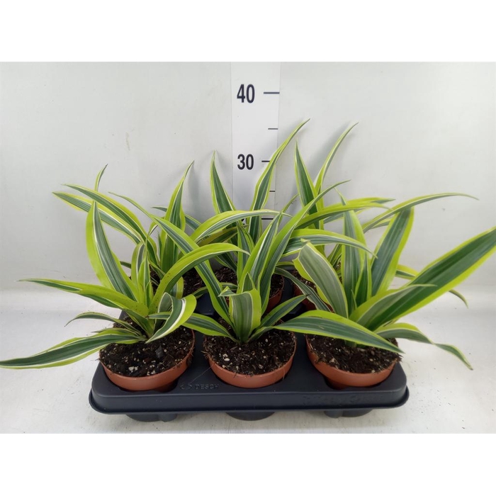 <h4>Dracaena fr de 'LemonLime'</h4>