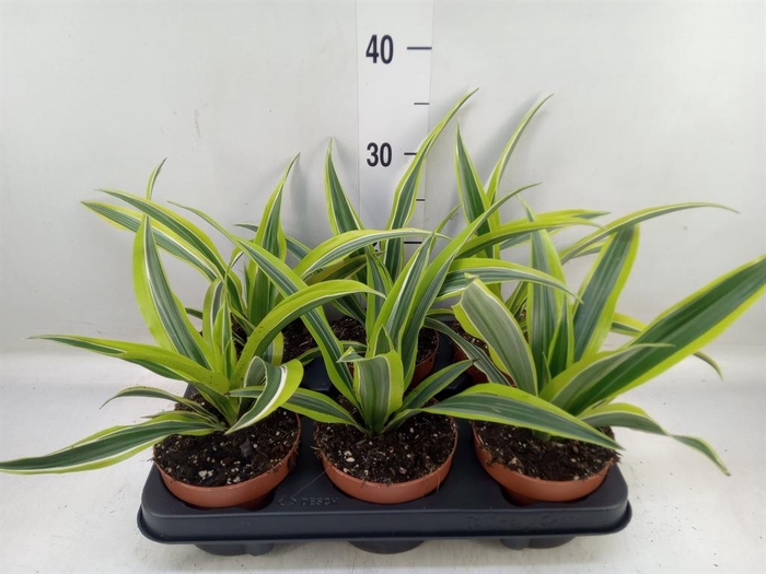 <h4>Dracaena fr de 'LemonLime'</h4>