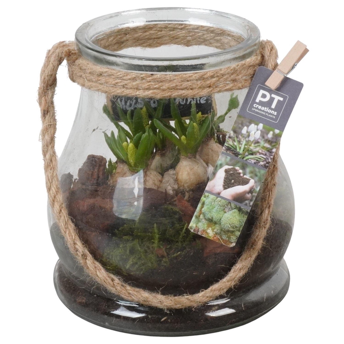 <h4>Arr.  Muscari L%</h4>