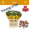 ALSTR TANIA