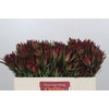 Leucadendron Blush Spray