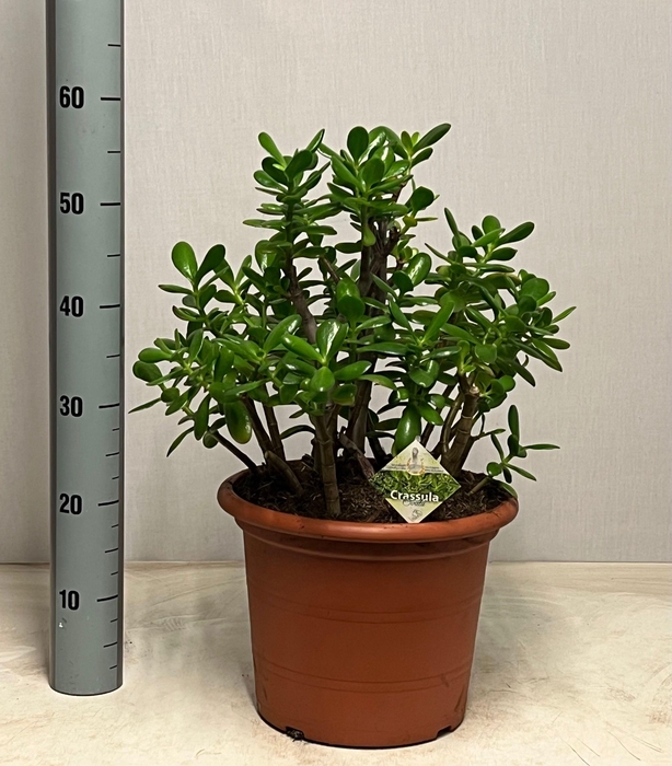 <h4>CRASS OVATA</h4>