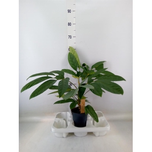 Planten Groen   ...L%