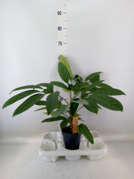 <h4>Planten Groen   ...L%</h4>