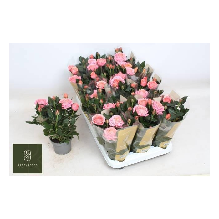 <h4>RO ADELE KORD GR</h4>