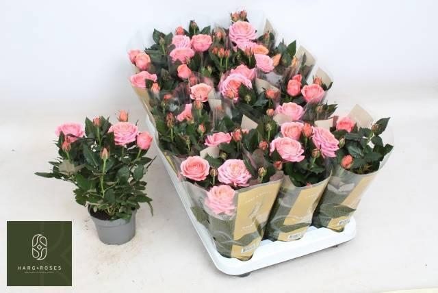 <h4>RO ADELE KORD GR</h4>