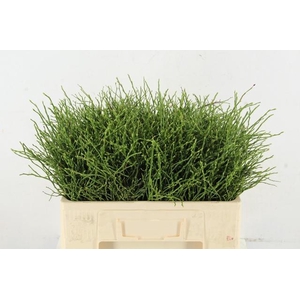 VACCINIUM(BOSBES) PER STEM 050CM