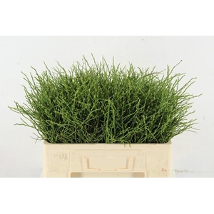 VACCINIUM(BOSBES) PER STEM 050CM