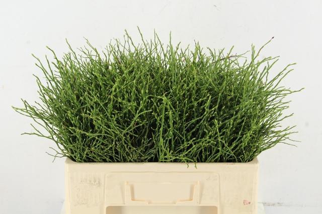 VACCINIUM(BOSBES) PER STEM 050CM