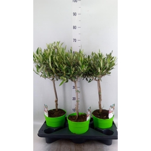 Olea europaea