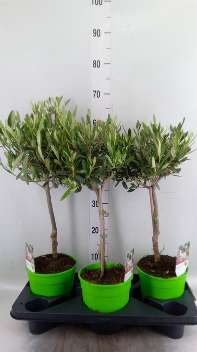 <h4>Olea europaea</h4>