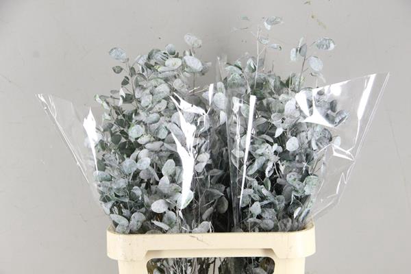 Df Lunaria Bs Frosted White *