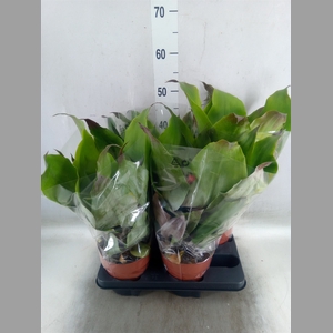 Aechmea tayoensis