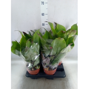 Aechmea tayoensis