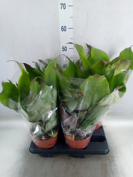 <h4>Aechmea tayoensis</h4>