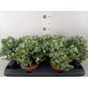 Crassula arborescens