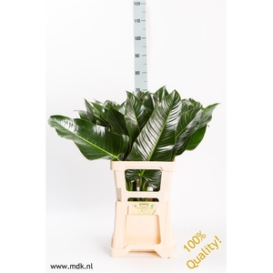 Philodendron St. Tropez