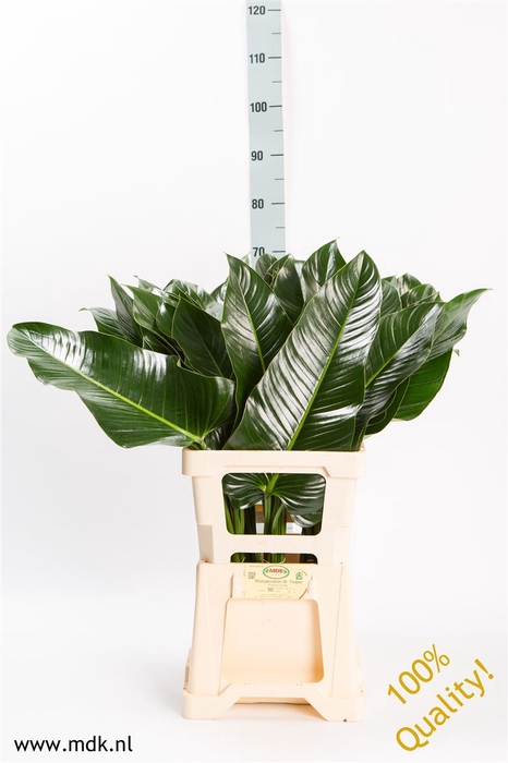 <h4>Philodendron St. Tropez</h4>