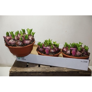 arr8 Hyacin Pink Pearl