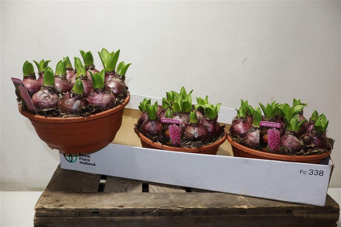 <h4>arr8 Hyacin Pink Pearl</h4>