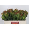Leucadendron Laurel Yellow