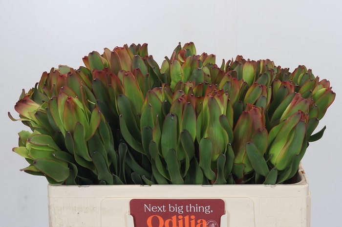 <h4>Leucadendron Laurel Yellow</h4>