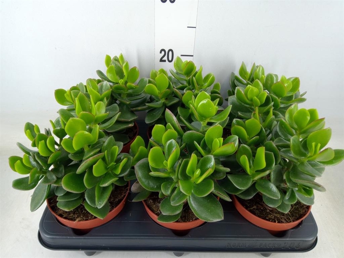 <h4>Crassula  'Hulk'</h4>