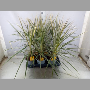 Cordyline austr. 'Variegata'