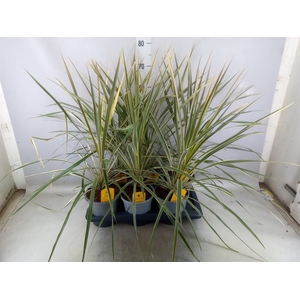 Cordyline austr. 'Variegata'