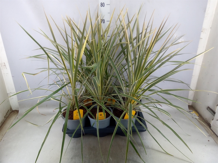 <h4>Cordyline austr. 'Variegata'</h4>