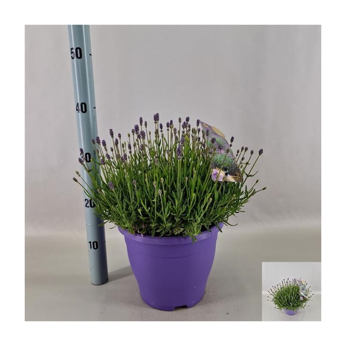 <h4>Lavandula angustifolia Essence Purple 23Ø 40cm</h4>