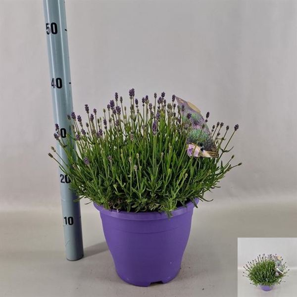 Lavandula angustifolia Essence Purple 23Ø 40cm