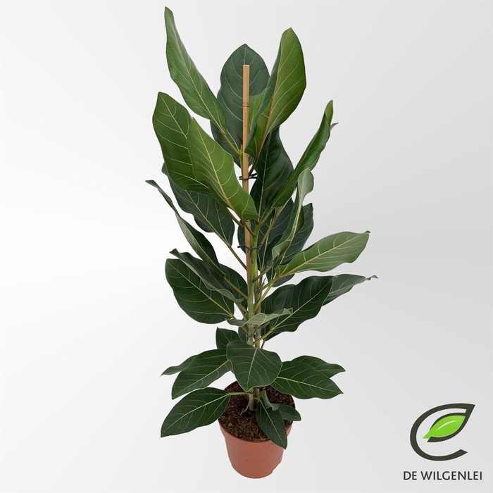 <h4>Ficus benghalensis 'Joy'</h4>