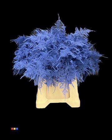 <h4>Asp 1e Blue</h4>