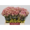 Blushing Bride Pink 2/5 Flowers